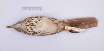 Media type: image;   Ornithology 188917
